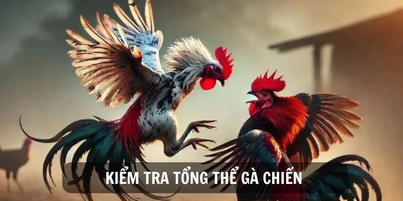 Kiểm tra tổng thể ngoại hình là cách chọn gà đá hiệu quả