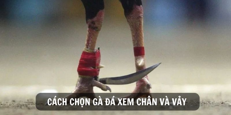 Xem chân vảy của gà để đánh giá sức mạnh