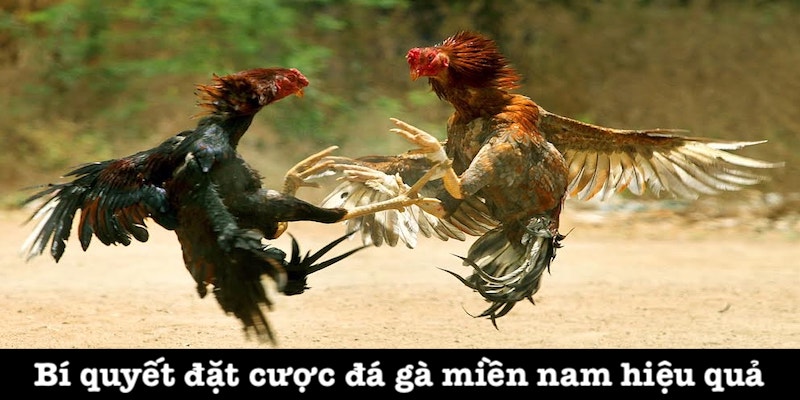 Kinh nghiệm chơi đá gà miền nam chuẩn