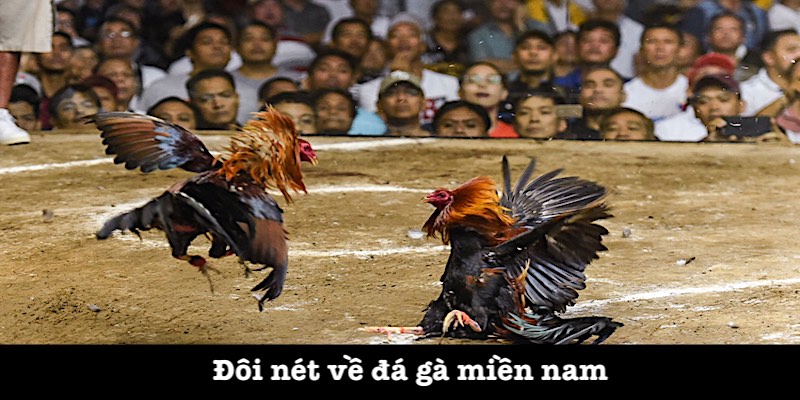 Giới thiệu đá gà miền nam