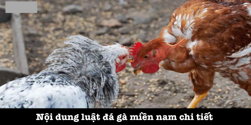 Luật đá gà miền nam chi tiết và chính xác