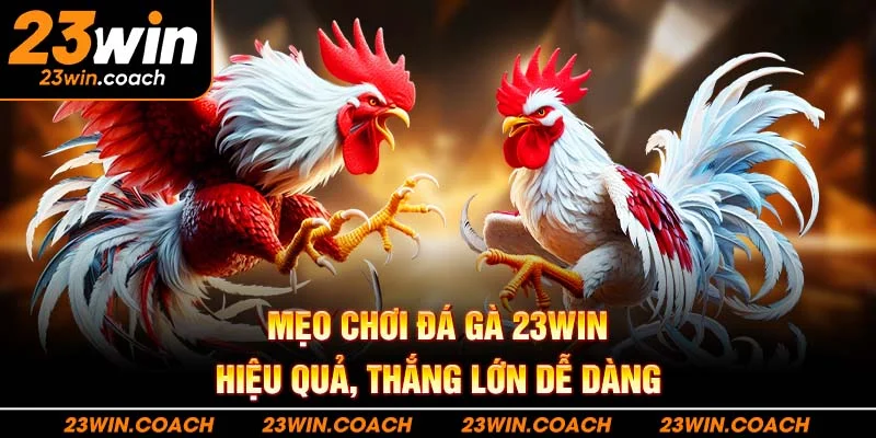 Mẹo chơi đá gà 23WIN hiệu quả, thắng lớn dễ dàng