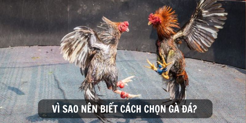 Vì sao nên tìm hiểu cách chọn gà đá hay?